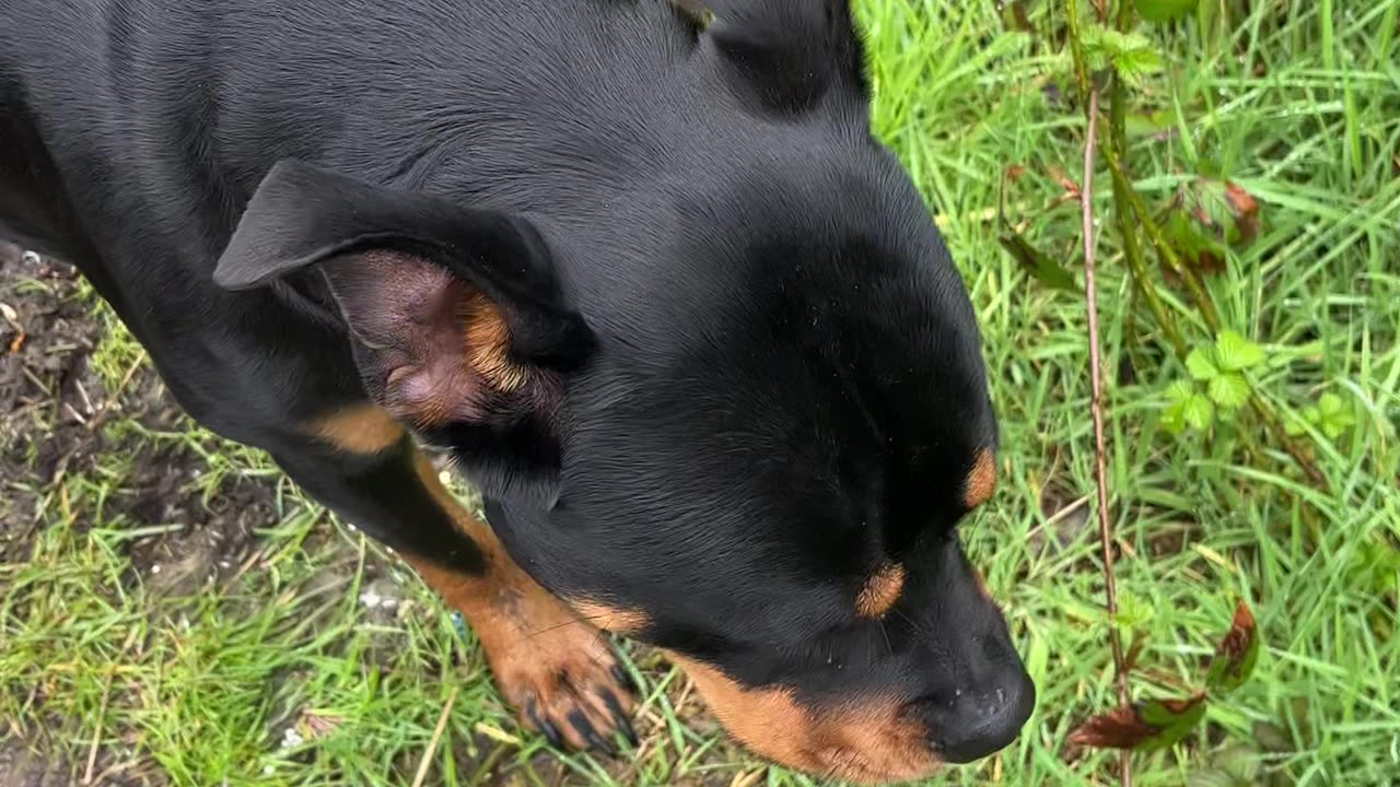 Rottweiler #rumble #youtube #dog #pets