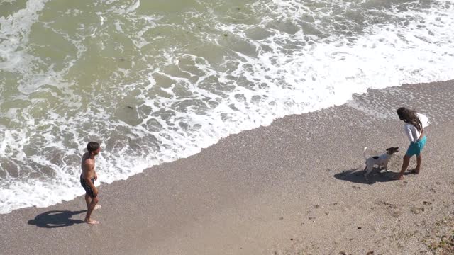 Dog playing on the beach