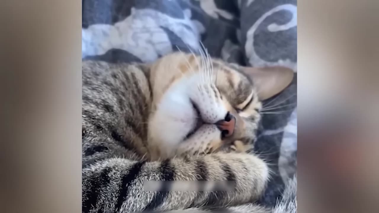 Funny Animal Videos 2023-Funniest Dogs and Cats Videos