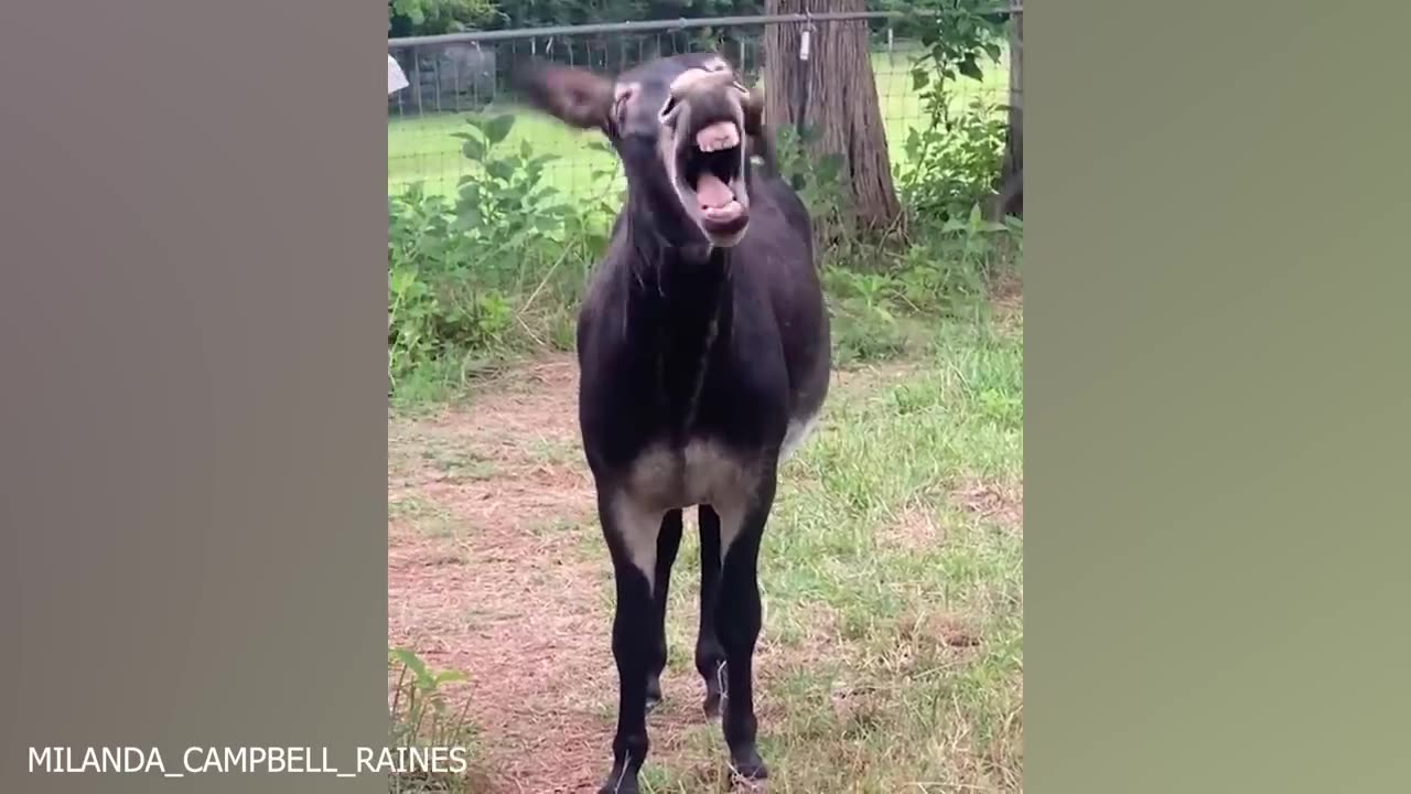 The funniest animal videos