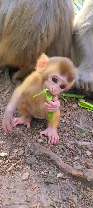 Lovely and Funny Monkey