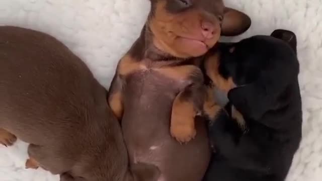 Cute Little Puppies Playing and Sleeping