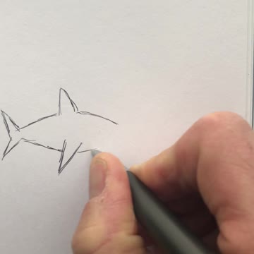 The shark sketch