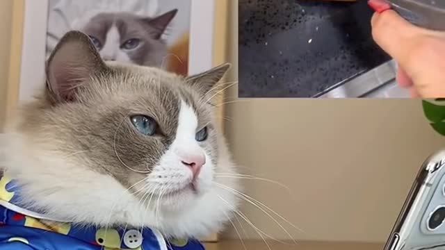 cat video funny video