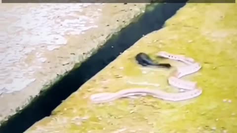 Smart snake saves fish from dying