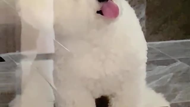 Cute pup with spitting tongue