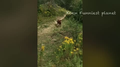 Funny Dogs And Cats Videos 2023 😅 - Best Funniest Animal Videos Of The Month 🥰👌 #1
