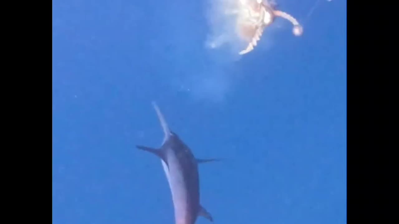 Swordfish Attacks Giant Squid 🦑