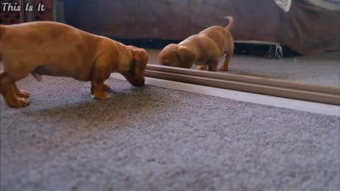 perrito jugando en espejo