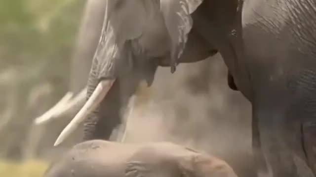 Elephant with baby