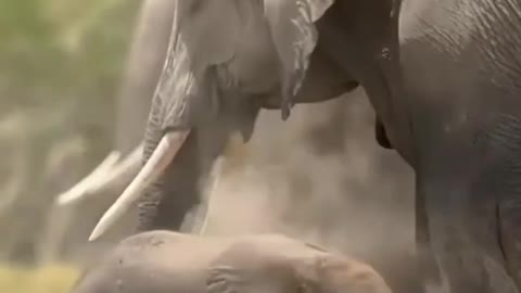 Elephant with baby