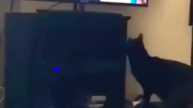 Cute cat doing nonsense things