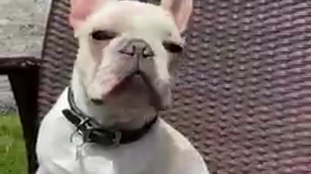 Best Dog video funny dogs