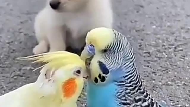 Dog and bird cute sweet