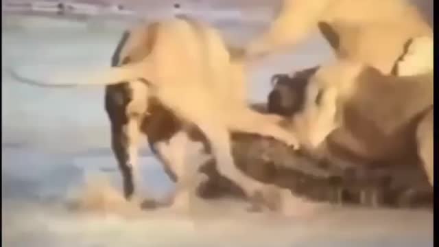 Cute animal behavior makes you happy