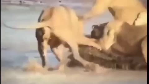 Cute animal behavior makes you happy