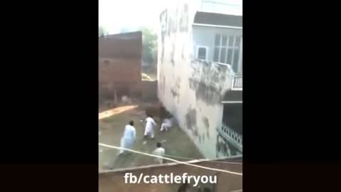when a cow is baddass ,dont miss with me boy(unexpected ending)