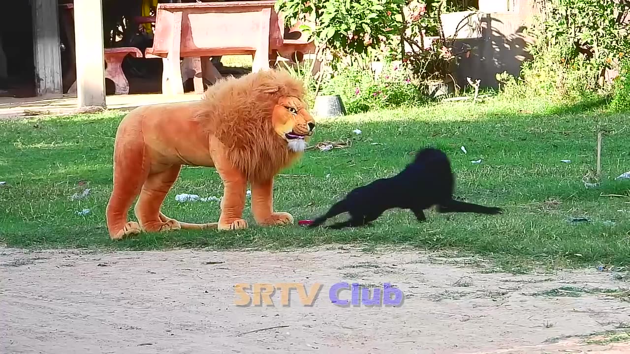 Best Prank Videos Top 15 - Fake Lion Prank Real Dog Super Funny