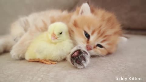 🐥 هريرة تنام مع دجاجة صغيرة