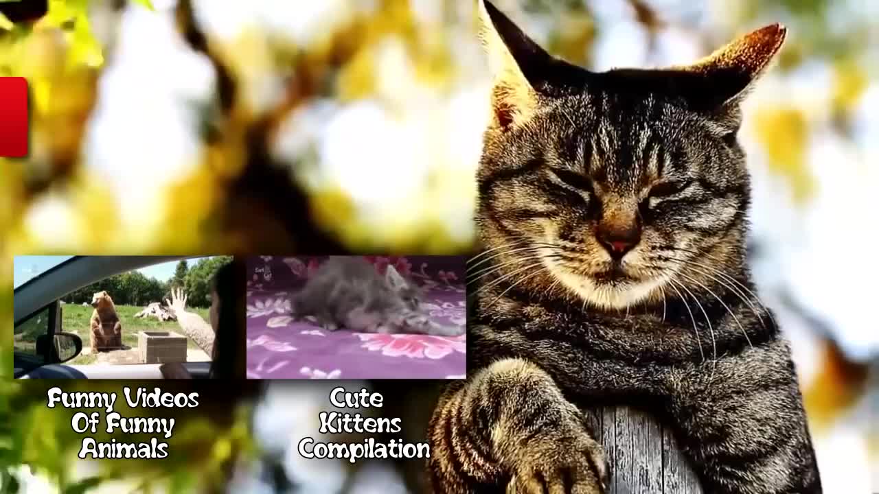 Funny Mice