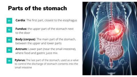 Stomach cancer specialists