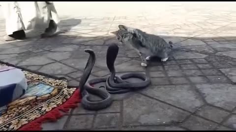 Cat playing with cobra snake