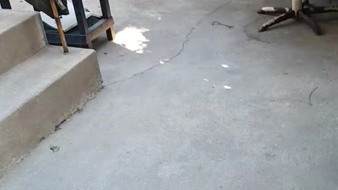 Grey dog running around weirdly in circles