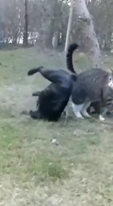 Cat Pulls a WWE Move on a Dog! #funnyanimals #funny_clips #wwegames