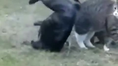 Cat Pulls a WWE Move on a Dog! #funnyanimals #funny_clips #wwegames