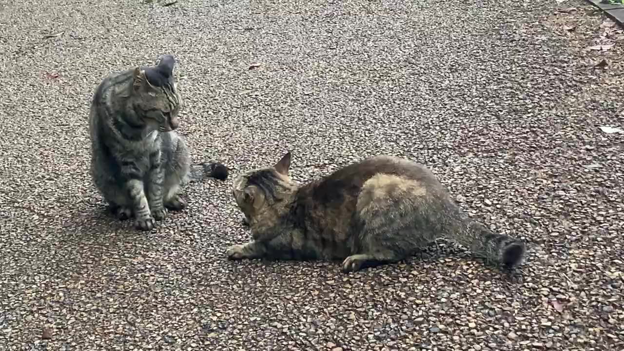 Cat fighting moment #1Cat fight