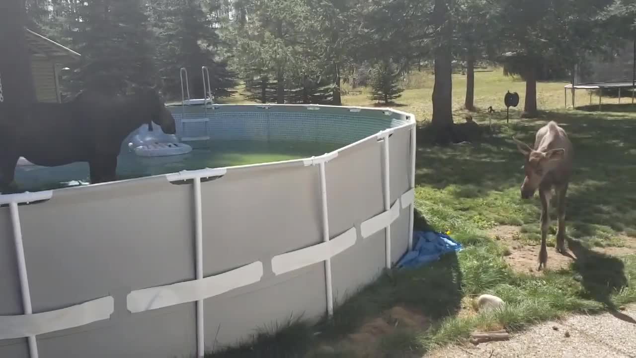 Beautiful Moose in Their Backyard