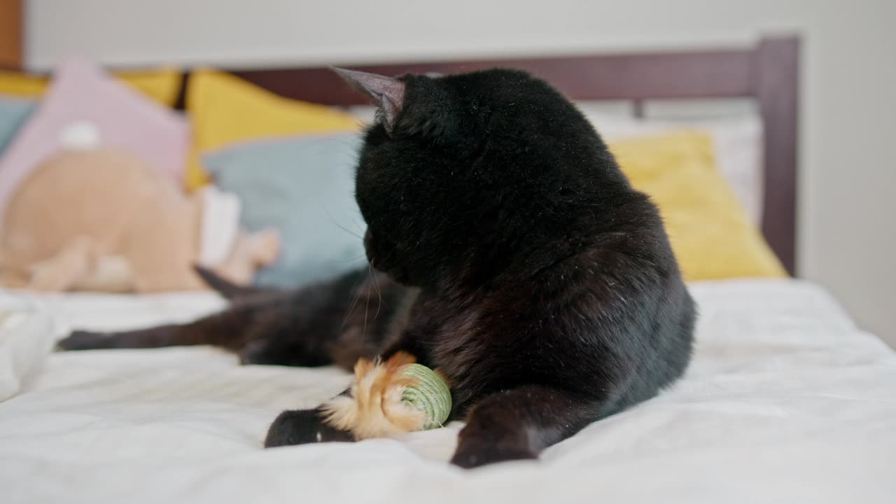 Beautiful Cat play the Toy