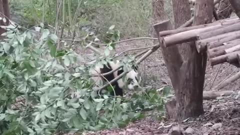 Kongfu Panda