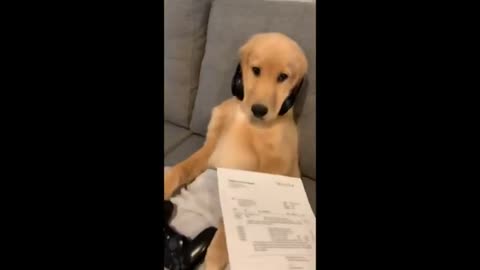 Super funny videos funny dog videos