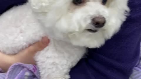 Bichon dog was sick and came to the hospital