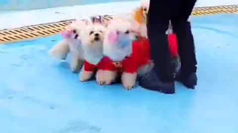 Dogs jumping video _ Cute Dogs video _ #shorts #dogs