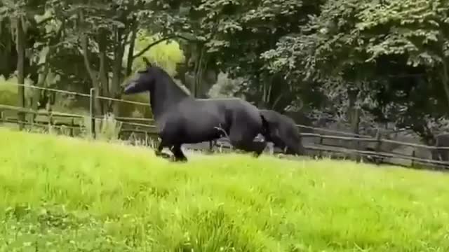 Dog and horse running race