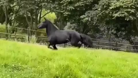 Dog and horse running race