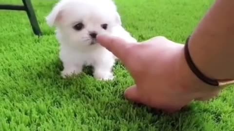 Cute dog | cute animals | animal lovers #pet lovers #76 #shorts