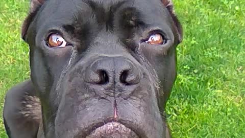 Dog of the cane-corso breed