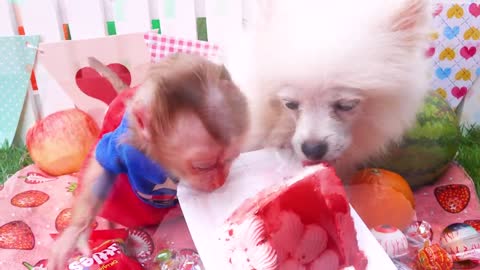 Satisfying video Cute Monkey animals - Zozo Monkey Gives Happy Birthday Cake for Puppy