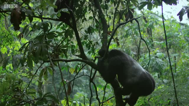 Robot spy gorilla infiltrates a wild gorilla troop