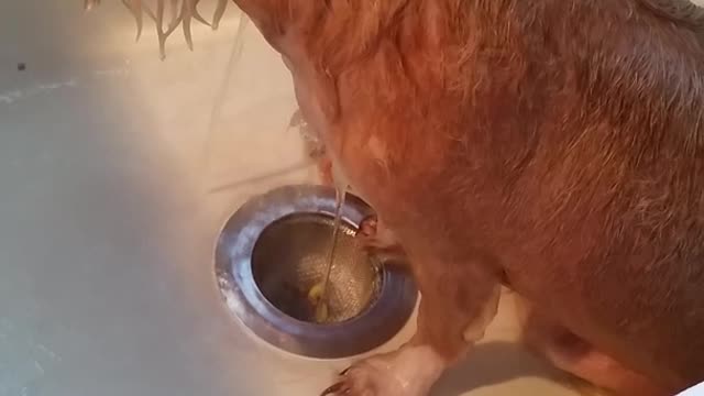 Brown dog falling asleep while getting showered in sink