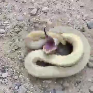 snake snake