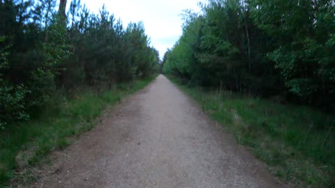 Hiking in the woods. Deers Leap. New forest. Speedlapse