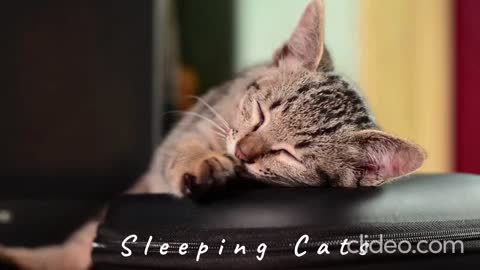 Sleeping Cute Cats