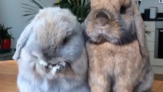 bunny nose moving