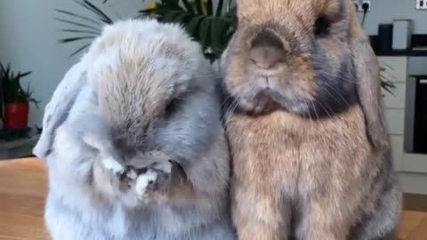 bunny nose moving