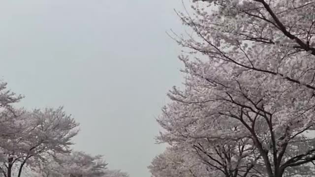 Fluttering Cherry Blossom Road