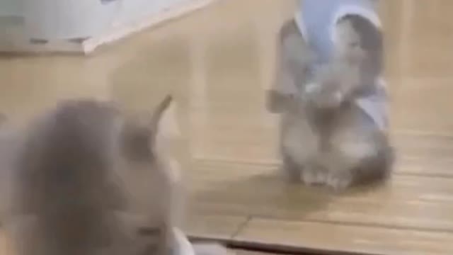 funny animals